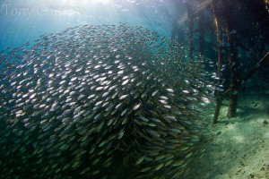 Huge school of scads at the Pearl Farm Pier by Tony Cherbas 